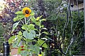 IMG_0341.JPG